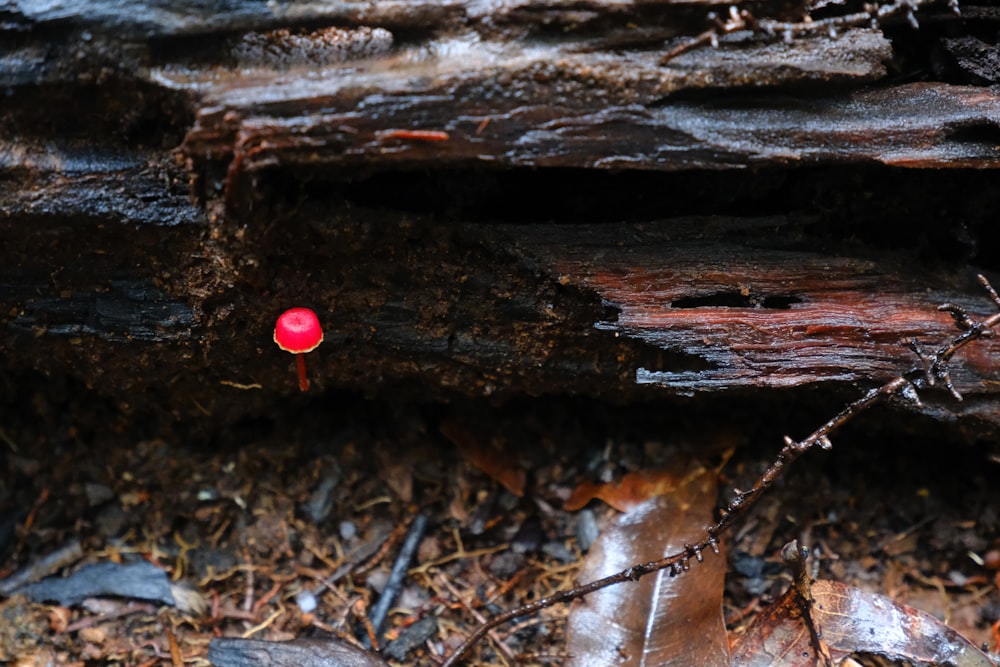 un piccolo oggetto rosso seduto sopra il suolo di una foresta