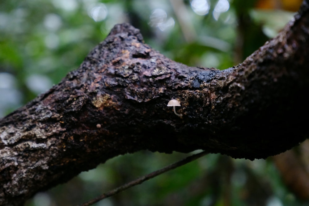 a close up of a branch of a tree