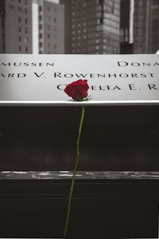 A single red rose lays on a memorial plaque with engraved names, set against a backdrop of urban buildings. The scene feels somber and respectful, with the rose acting as a symbol of remembrance.