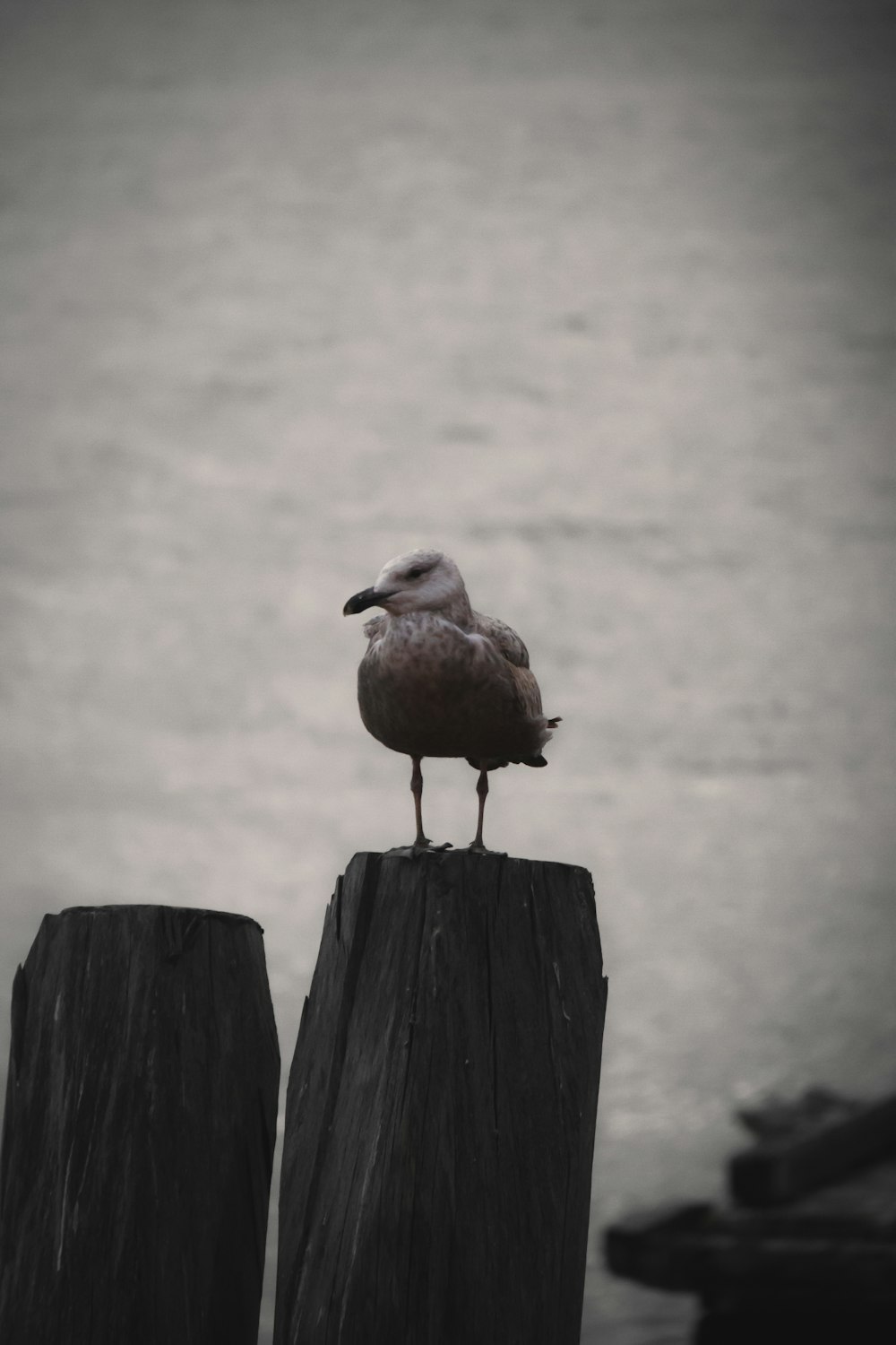 a seagull sitting on a wooden post by the water
