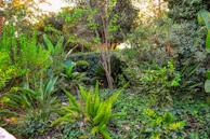 Lush green shrubs flourishing under natural sunlight in a cared-for garden.