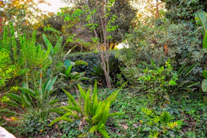 A serene scene of lush green plants growing in a sunlit garden, symbolizing the natural origins of our ingredients