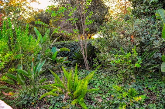 A lush garden scene with a variety of green plants and leafy shrubs. Sunlight filters through the trees in the background, illuminating the diverse vegetation. Tall plants, ferns, and dense foliage create a natural, vibrant setting.