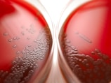 Two petri dishes with a reddish liquid and a growth of round colonies are placed side by side. The colonies vary in size and are spread across the surface of the liquid.