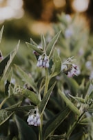 a close up of a plant with small white flowers