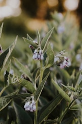 a close up of a plant with small white flowers