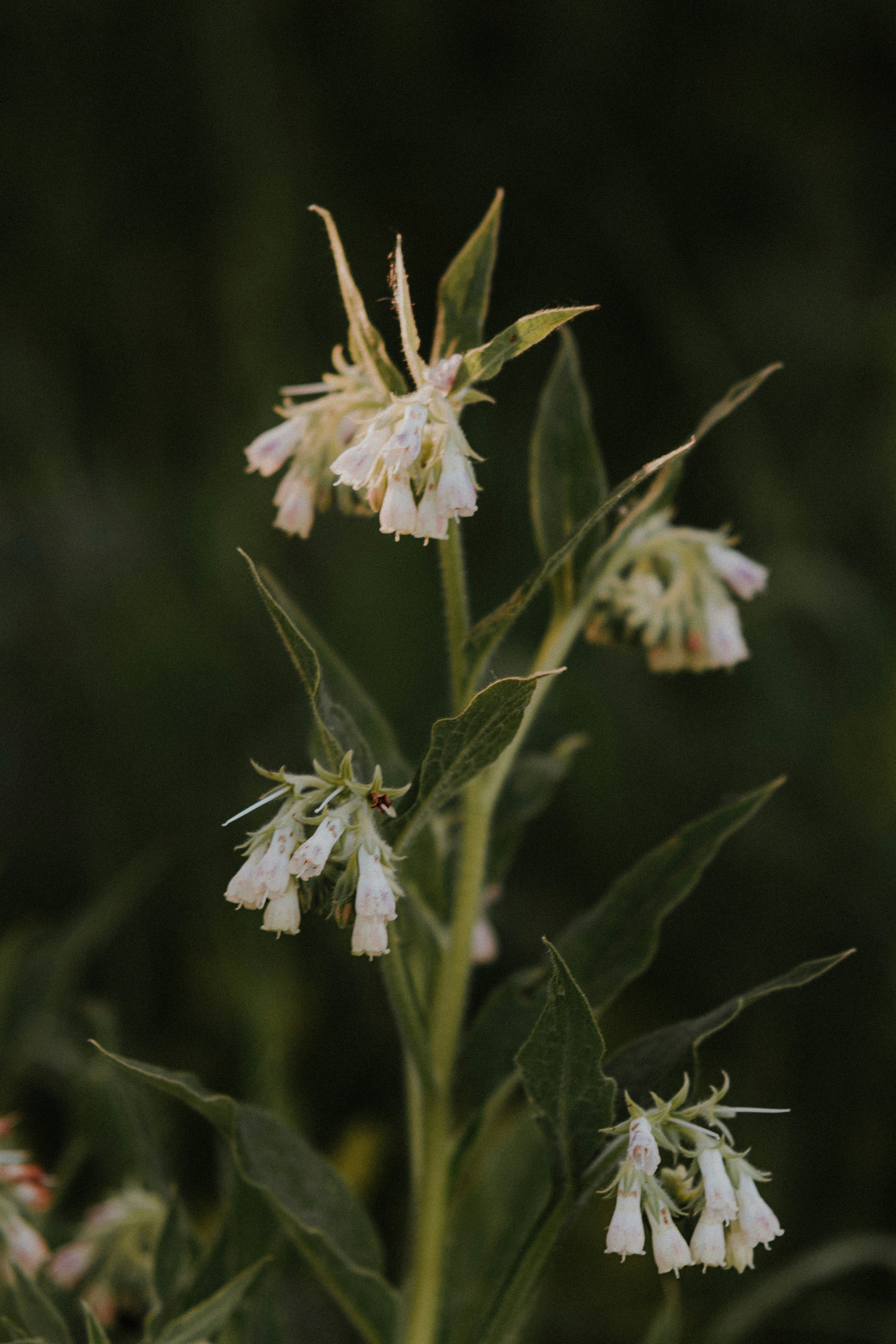 a close up of a plant with white flowers