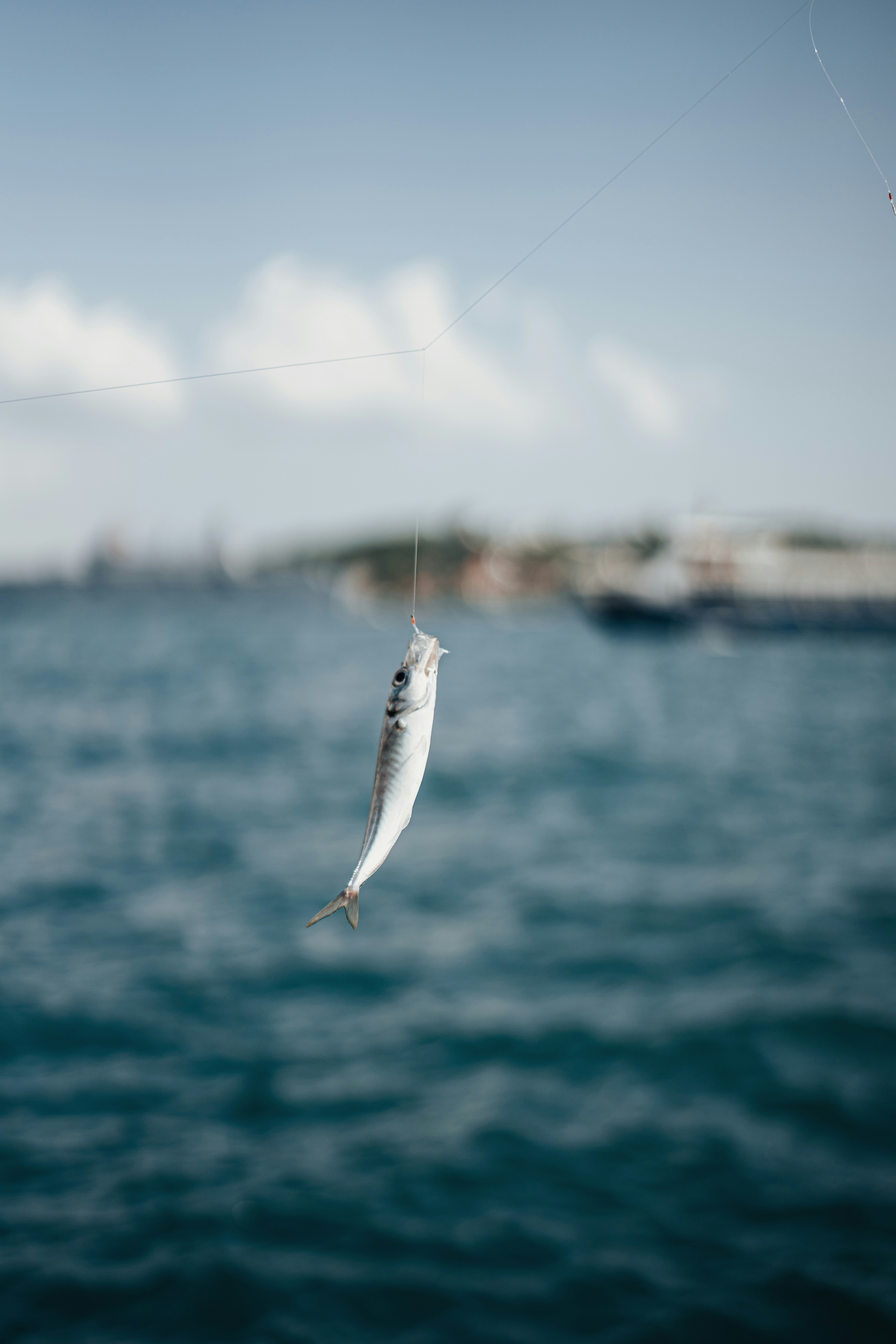 seekor ikan yang tergantung dari tali di atas badan air