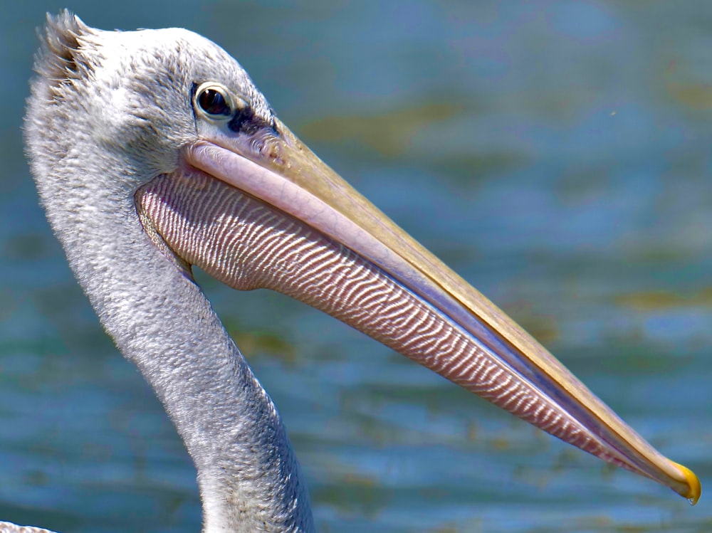 a close up of a bird with a long beak