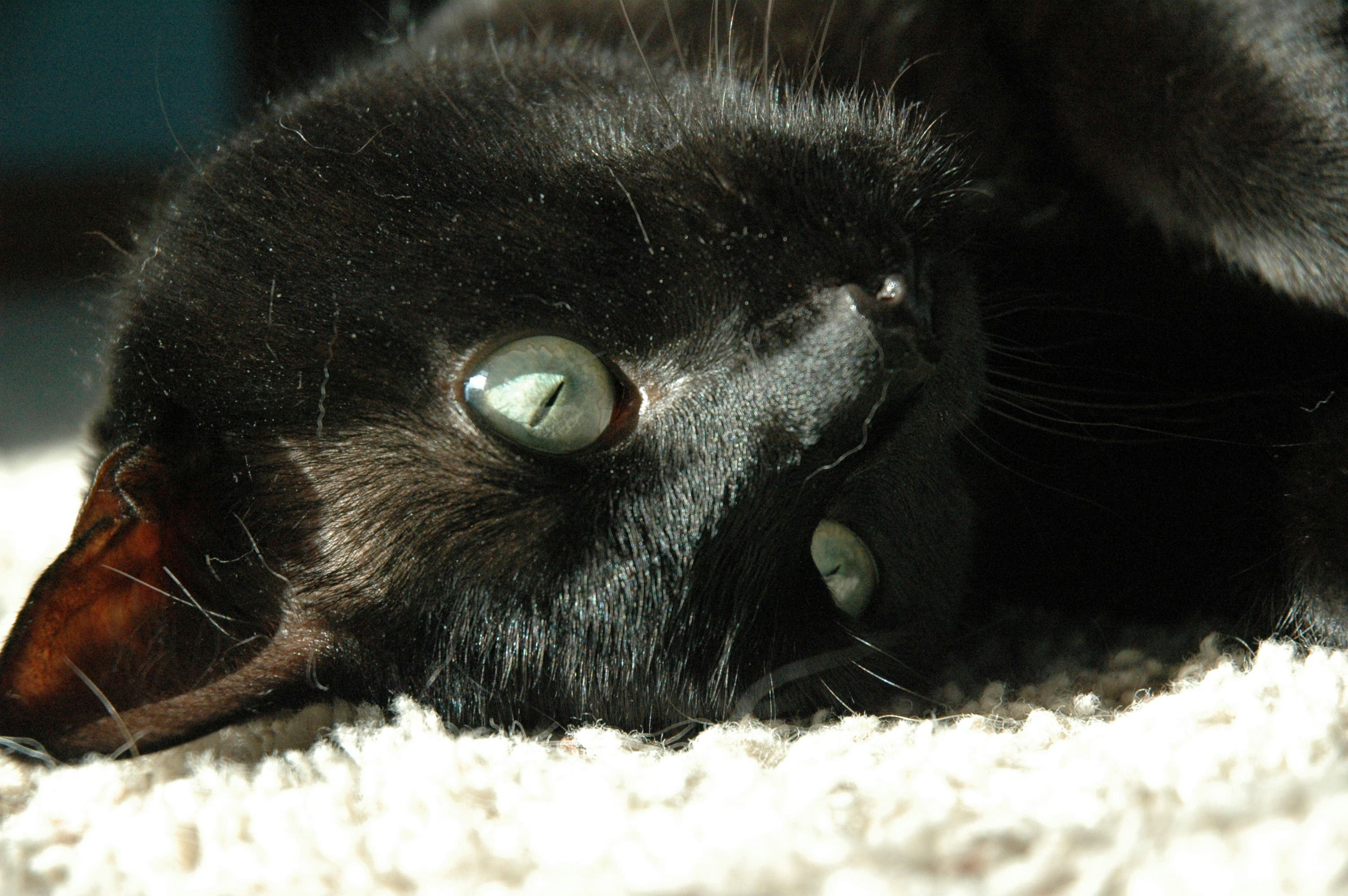 a close up of a black cat laying on a carpet