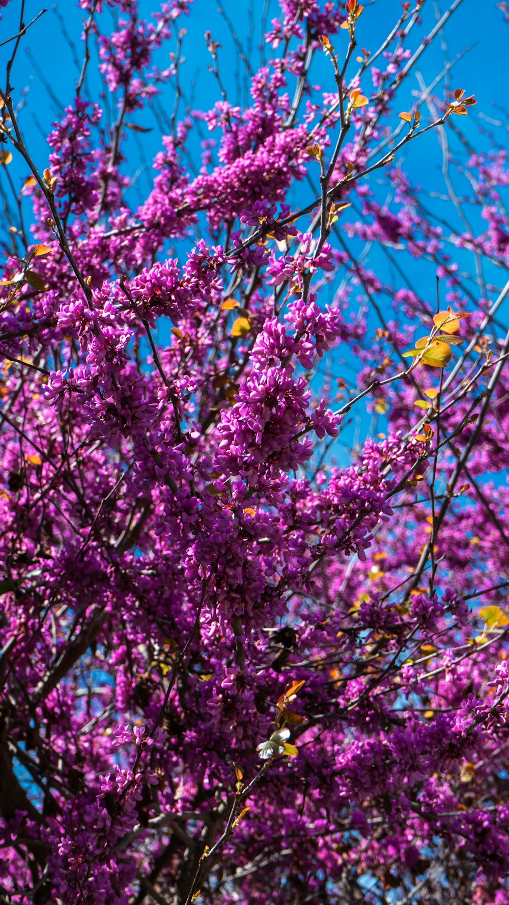 Un árbol con flores púrpuras y un cielo azul en el fondo