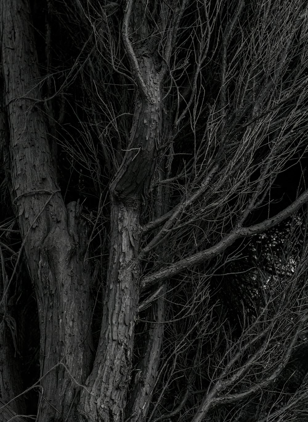 a black and white photo of a tree