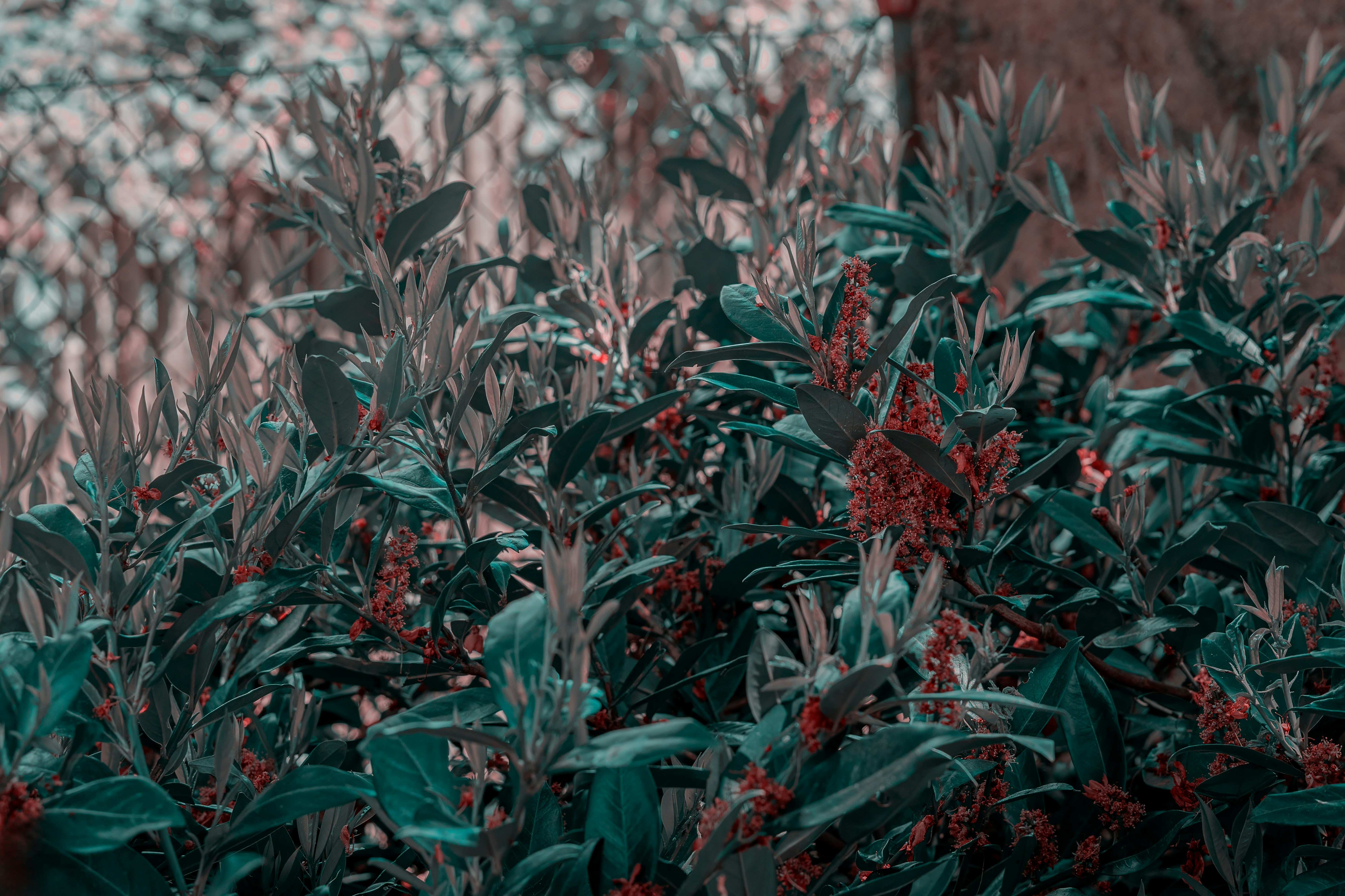 a bunch of plants that are in a field