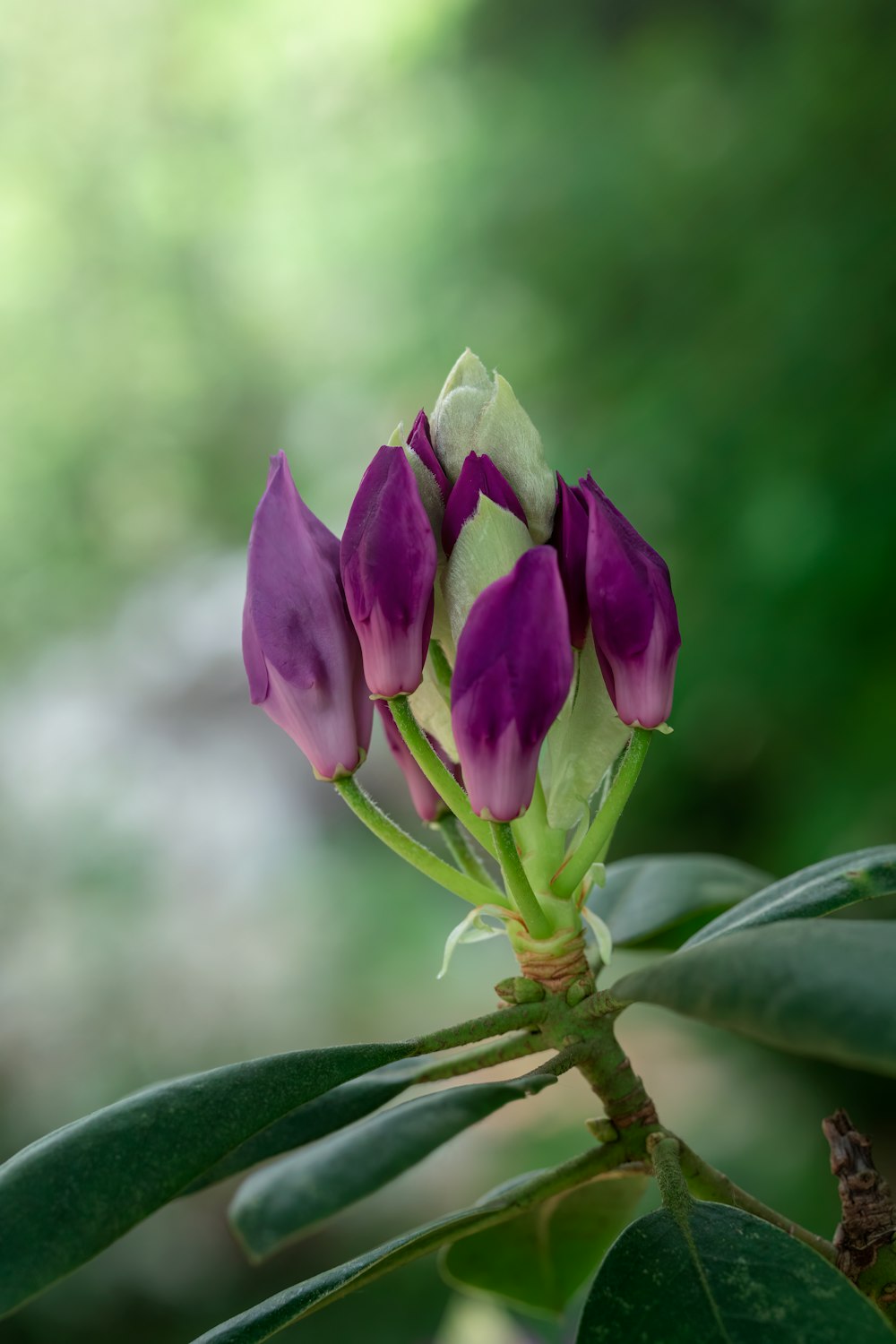 a close up of a flower on a tree branch