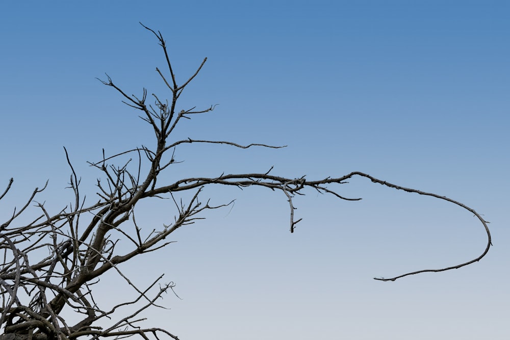 una rama de árbol desnuda contra un cielo azul