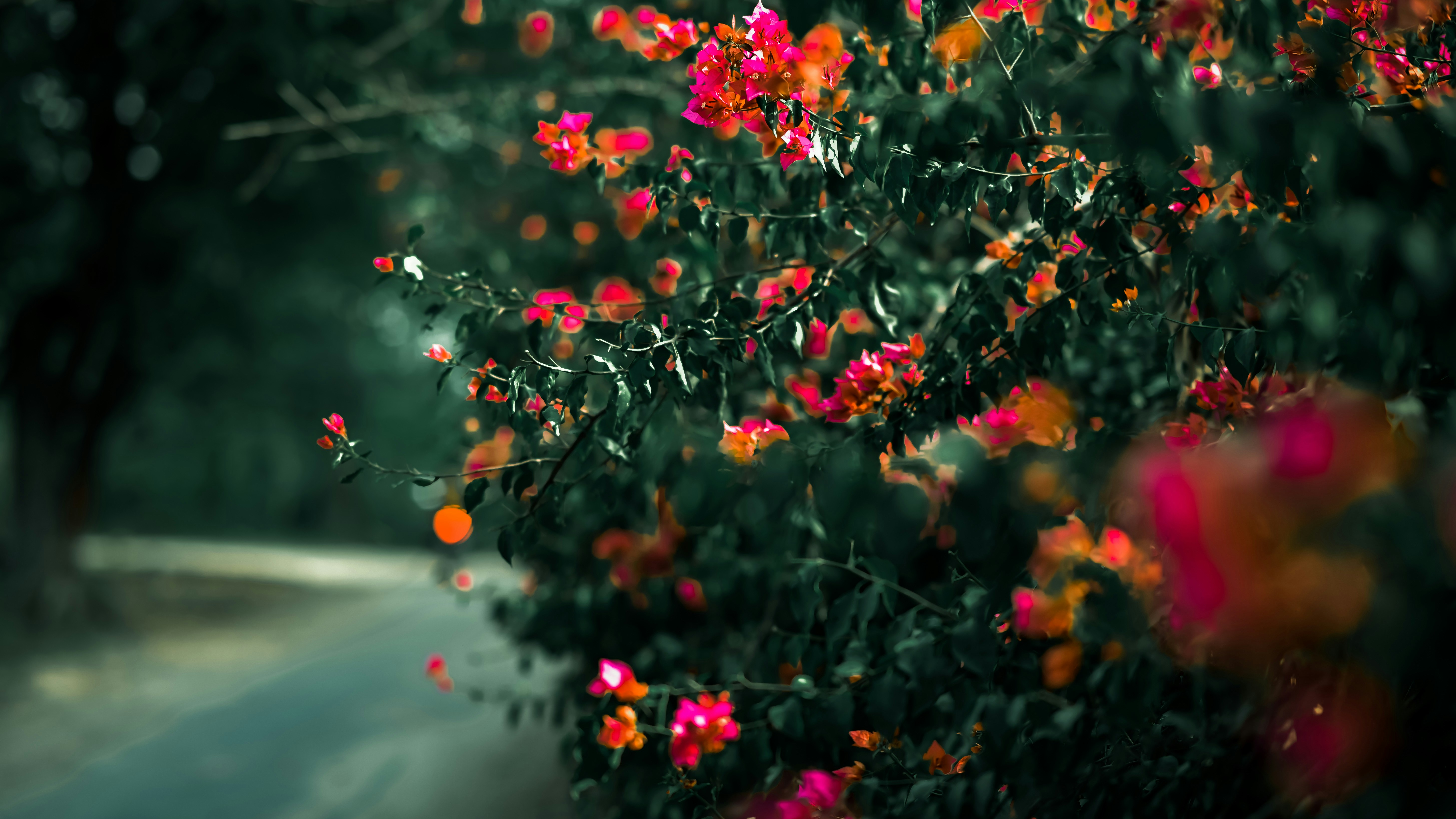a bunch of flowers that are on the side of a road