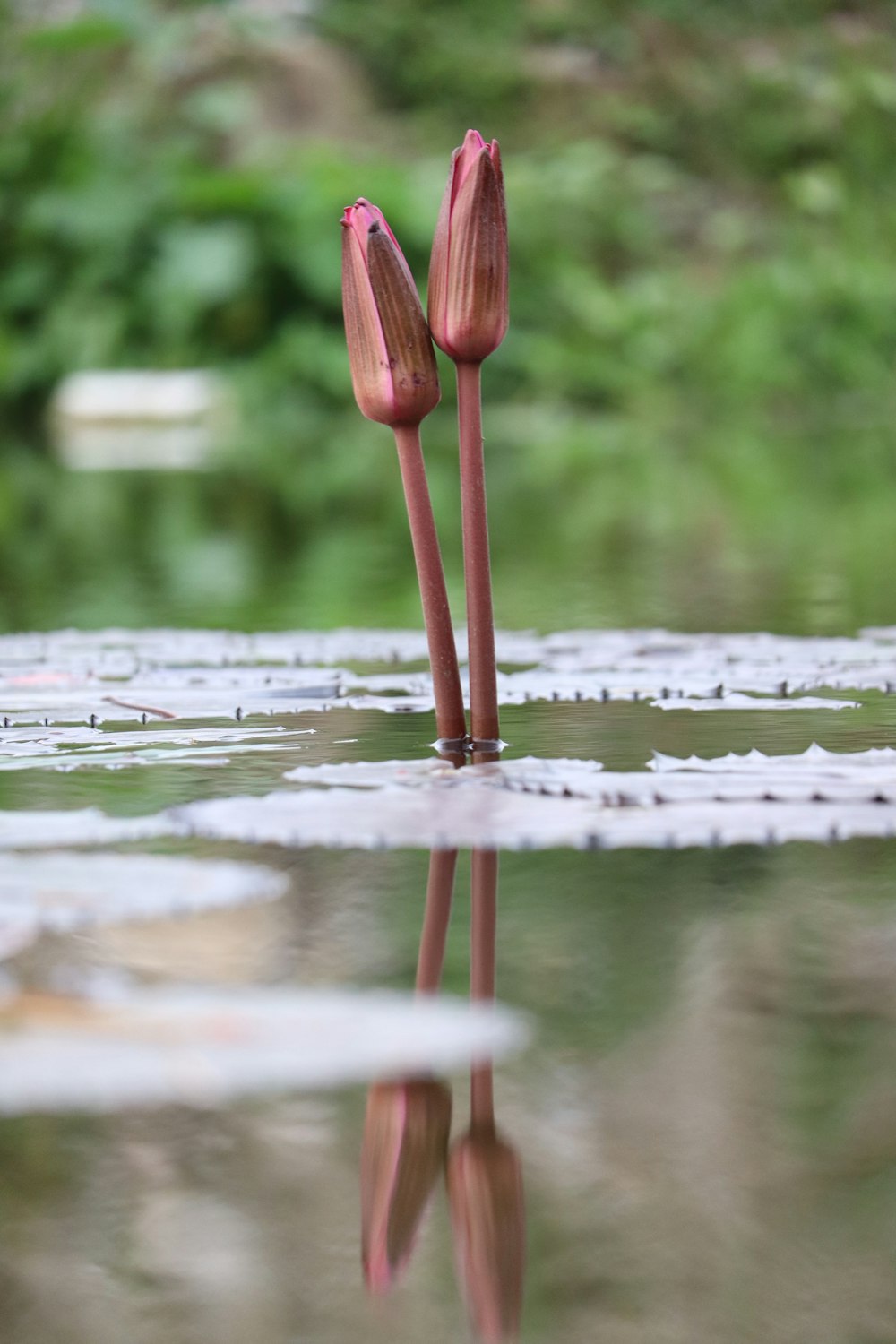 two pink flowers sticking out of the water