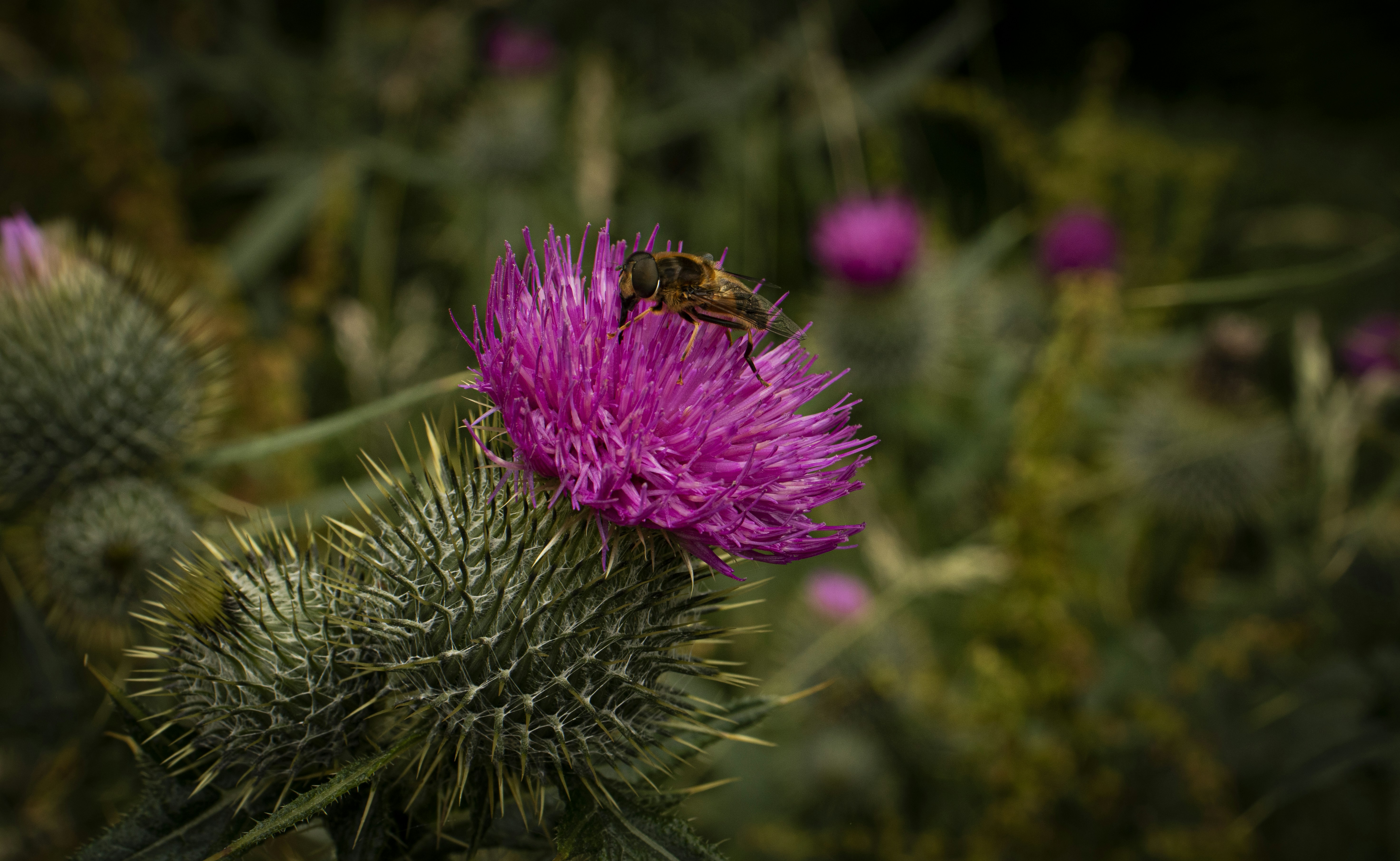 Photo by claudiedevin