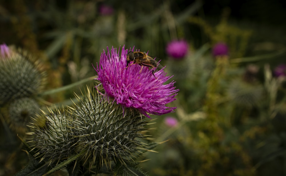 a bee is sitting on a purple flower