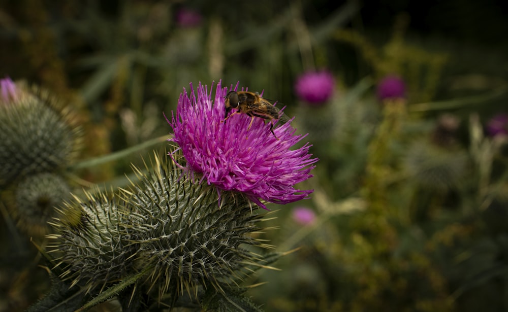 Una abeja está sentada sobre una flor púrpura