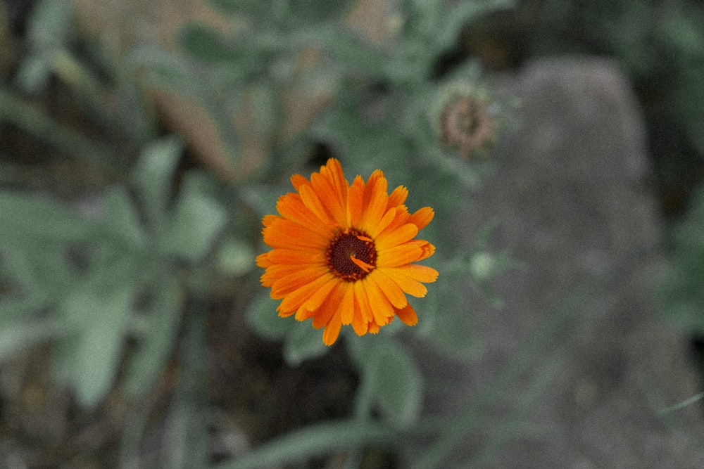 an orange flower with a brown center in a field