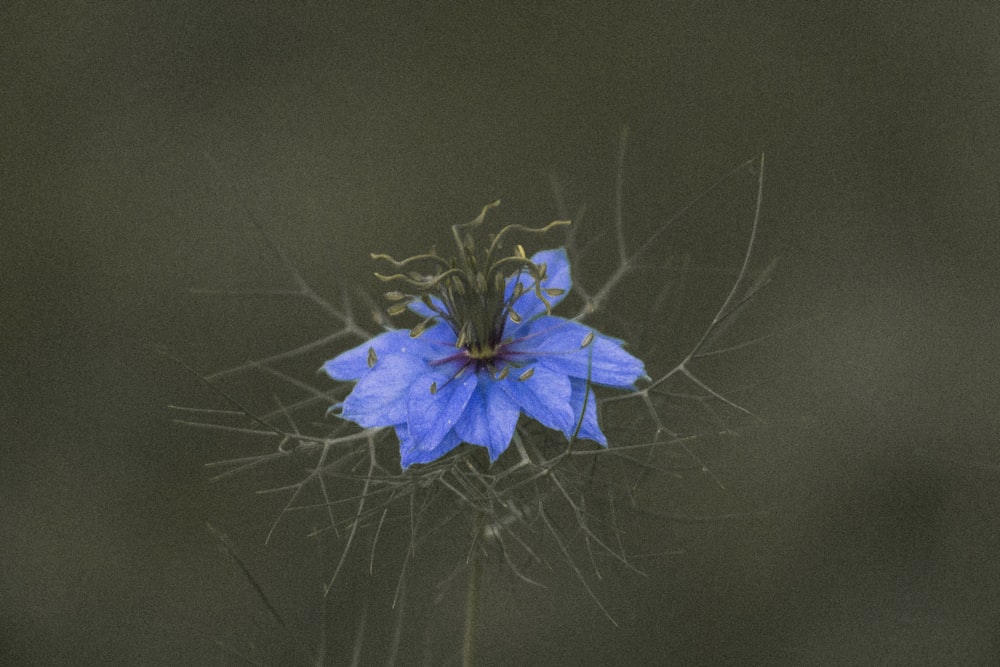 a blue flower that is sitting in the grass