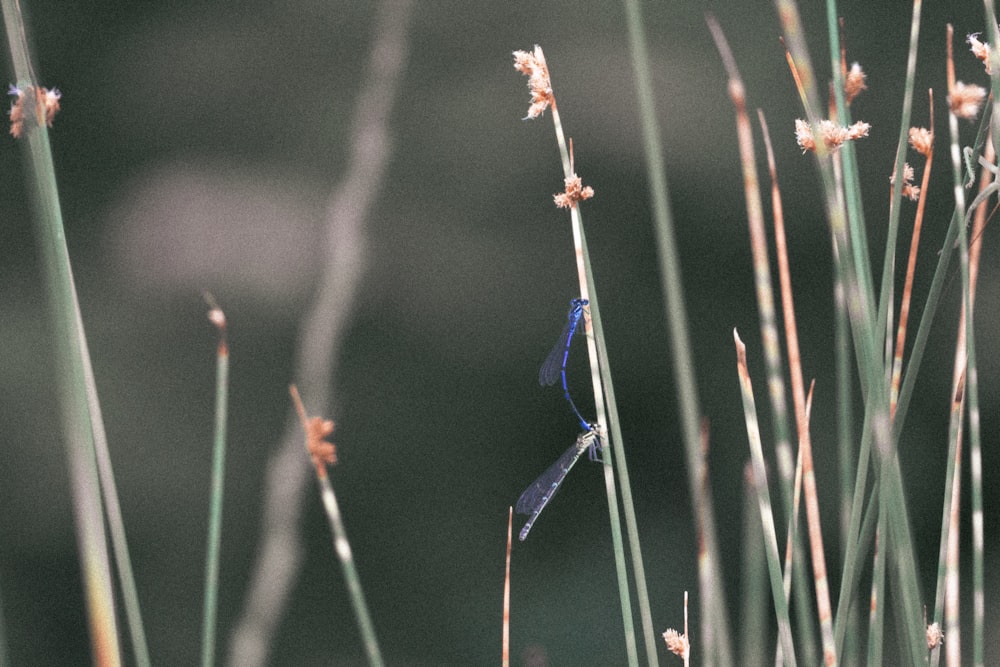 a blue bird sitting on top of a tall grass covered field