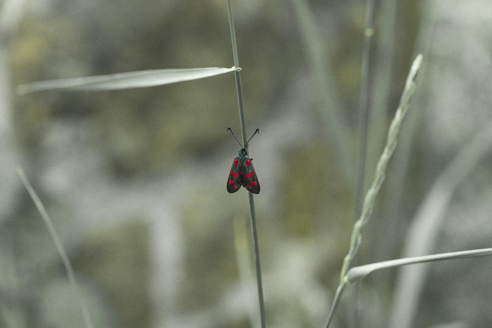 a red and black bug sitting on top of a green plant