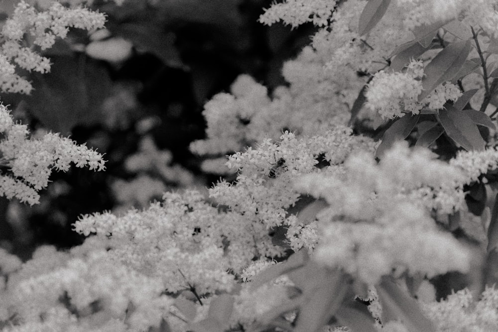 a black and white photo of a bunch of flowers