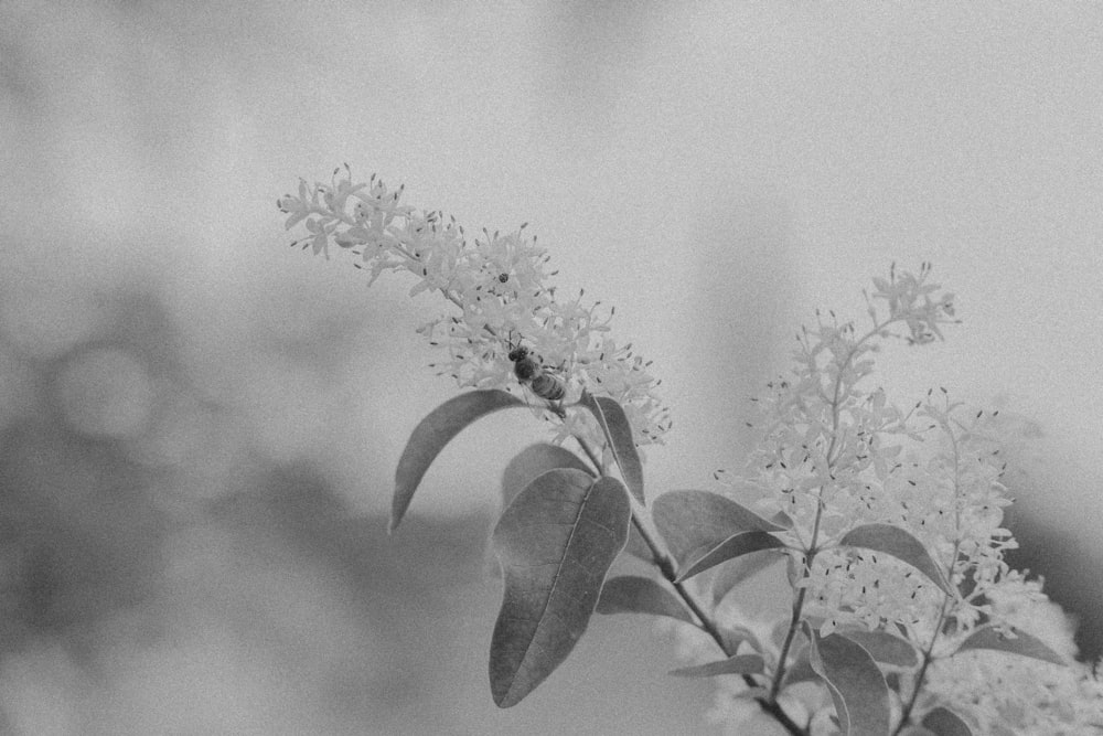 a black and white photo of a flower