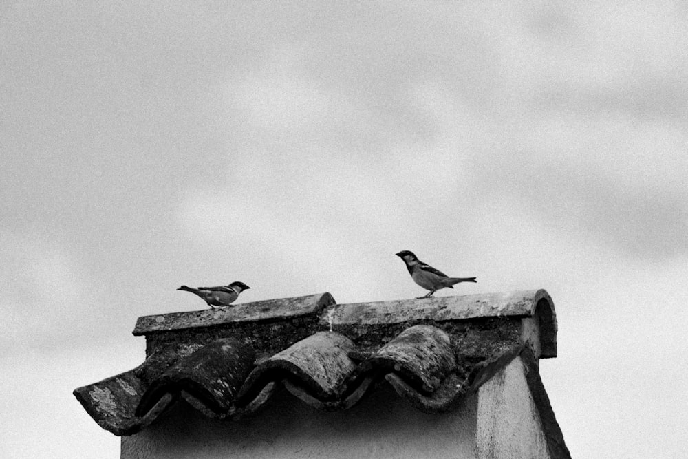 two birds sitting on the roof of a building