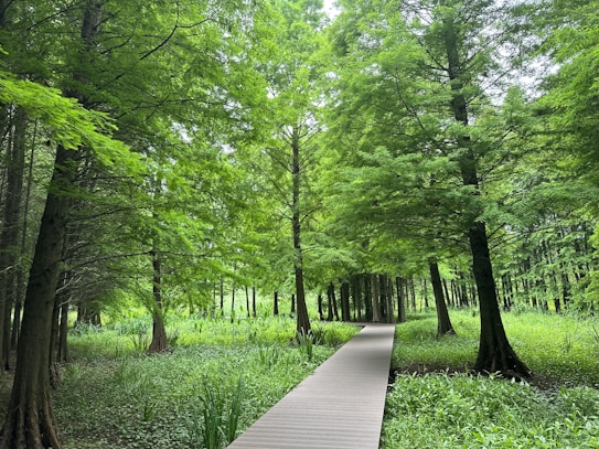 A lush green forest with a wooden walkway leading through tall trees. The thick canopy above allows dappled sunlight to filter through, illuminating the vibrant foliage and undergrowth. The scene feels serene and inviting, with a sense of tranquility in the natural setting.
