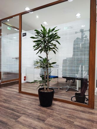 A potted plant with tall green leaves stands on a wooden floor in front of a glass-walled office space. The glass walls are framed with wood and have a frosted design. Inside the office, there's a chair and a small fire extinguisher. The space is well-lit with ceiling lights.
