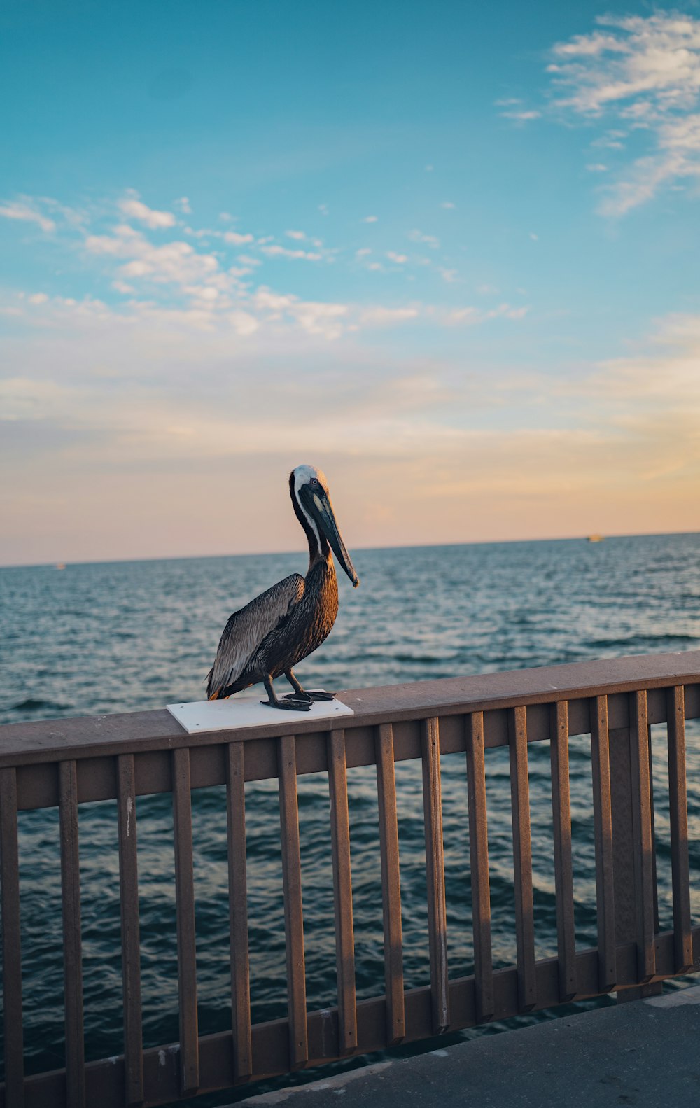 a pelican sitting on a railing overlooking the ocean