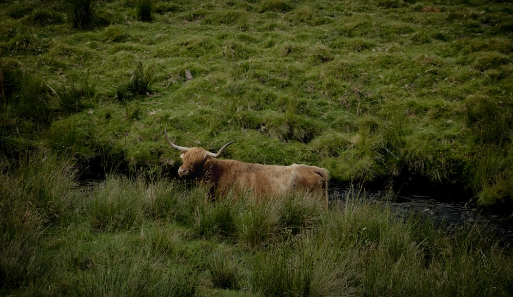 a brown cow standing in a lush green field