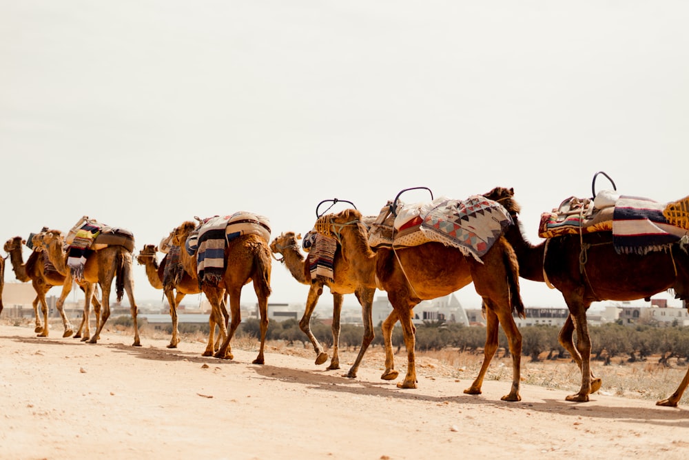 a group of camels walking down a dirt road