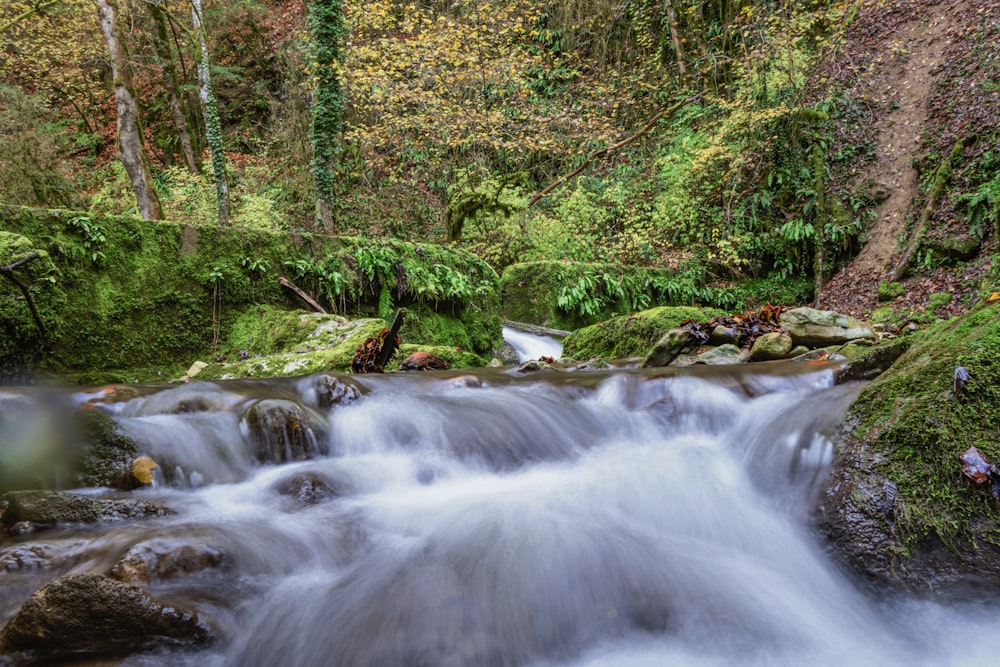 a small stream running through a lush green forest