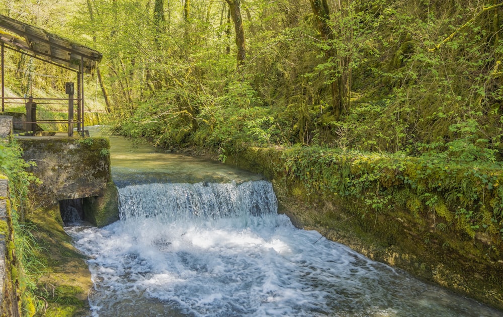 a stream running through a lush green forest