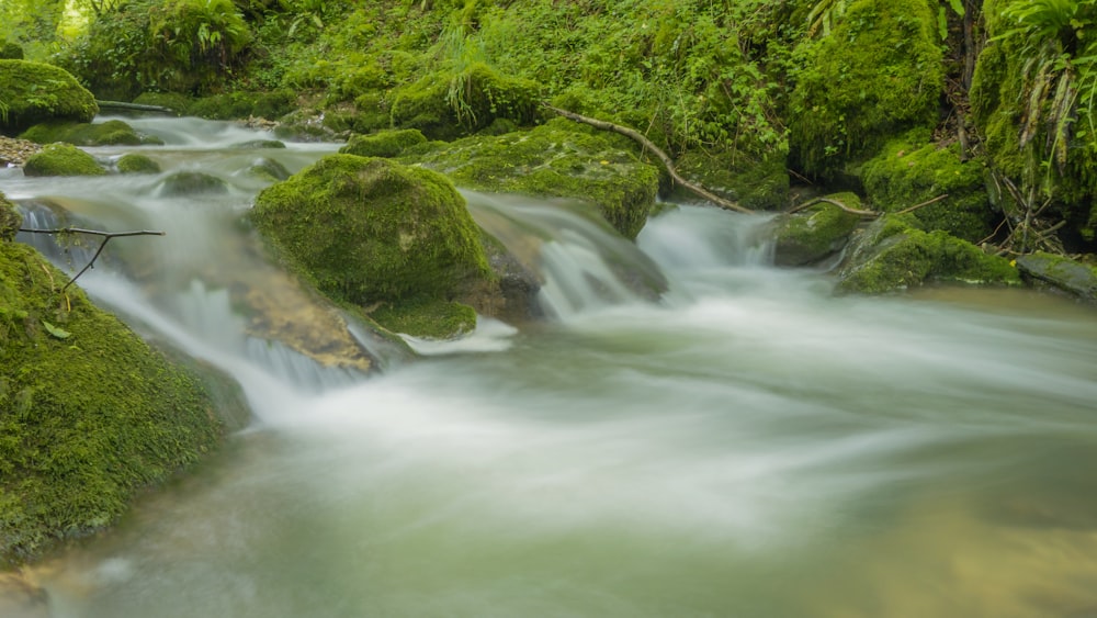 a stream running through a lush green forest