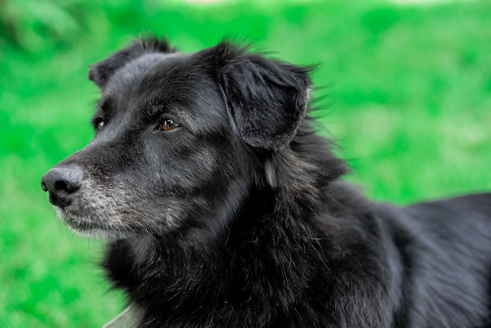 a close up of a black dog in the grass