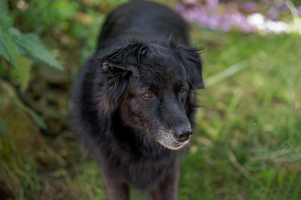 a close up of a dog standing in the grass