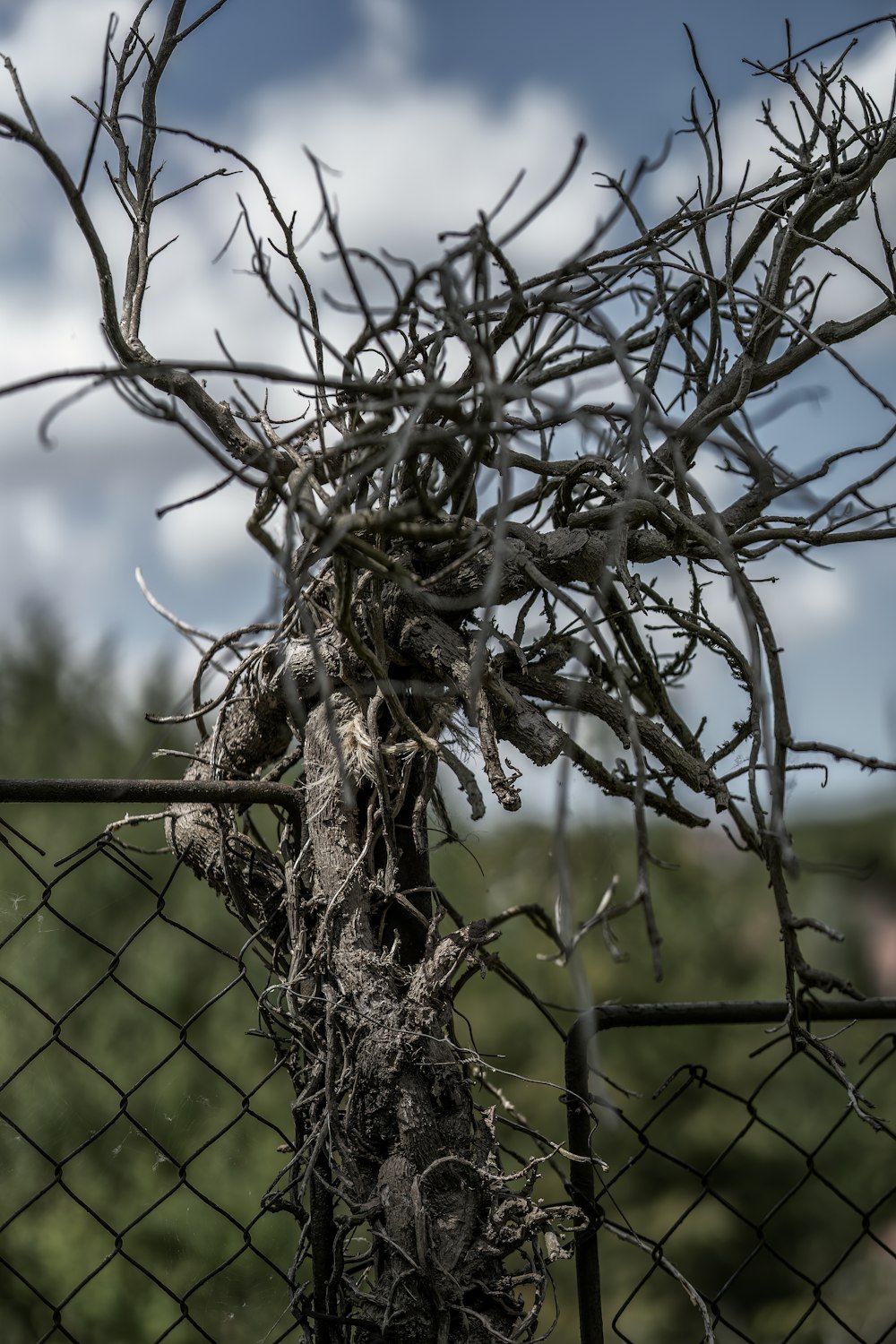 a close up of a tree behind a fence