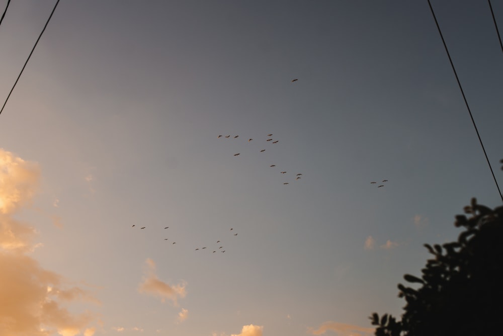 a flock of birds flying through a cloudy sky