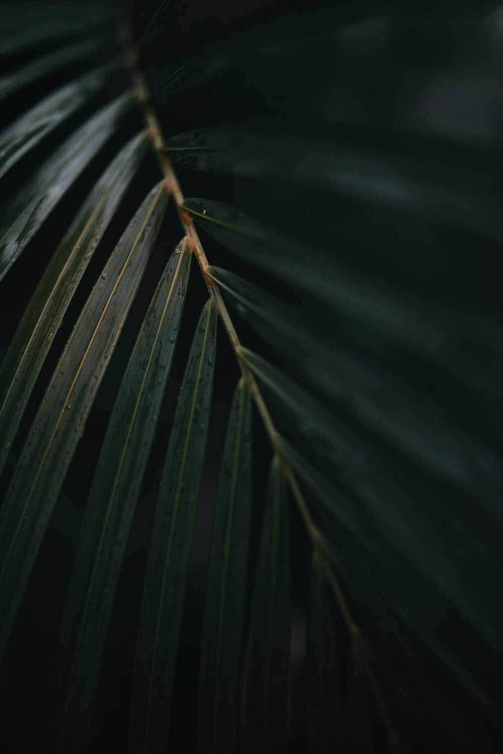a close up of a palm leaf