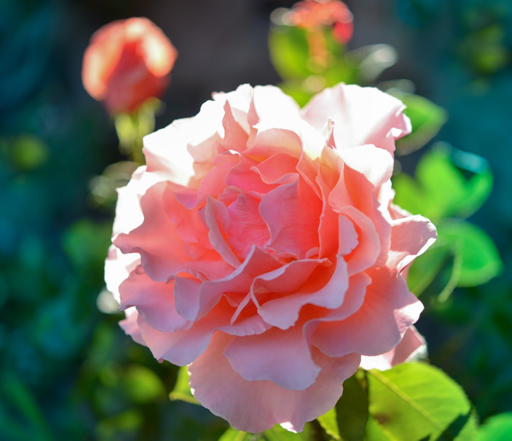 a pink rose is blooming in a garden