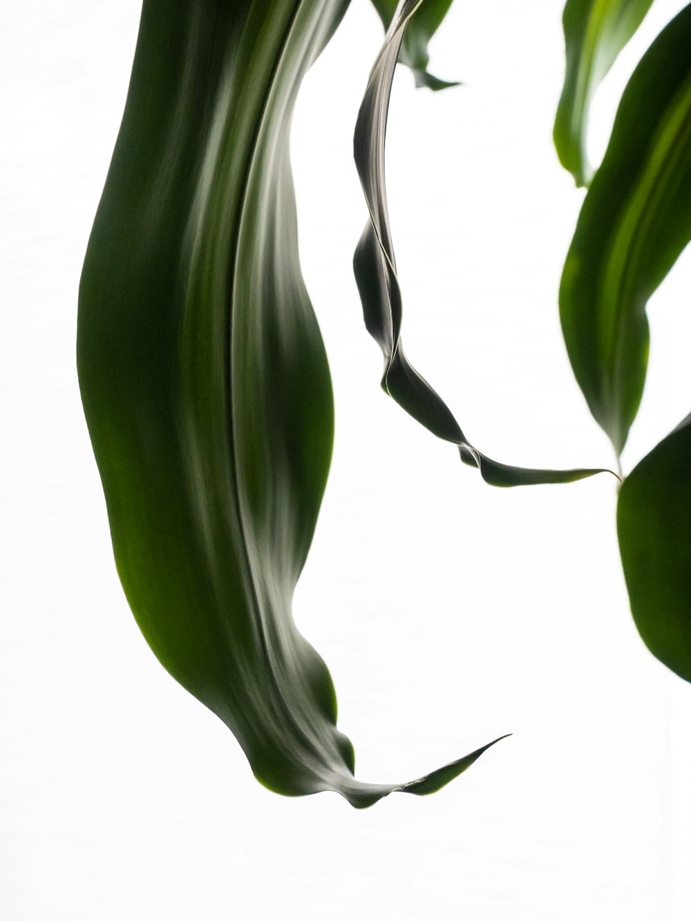 a close up of a green plant on a white background