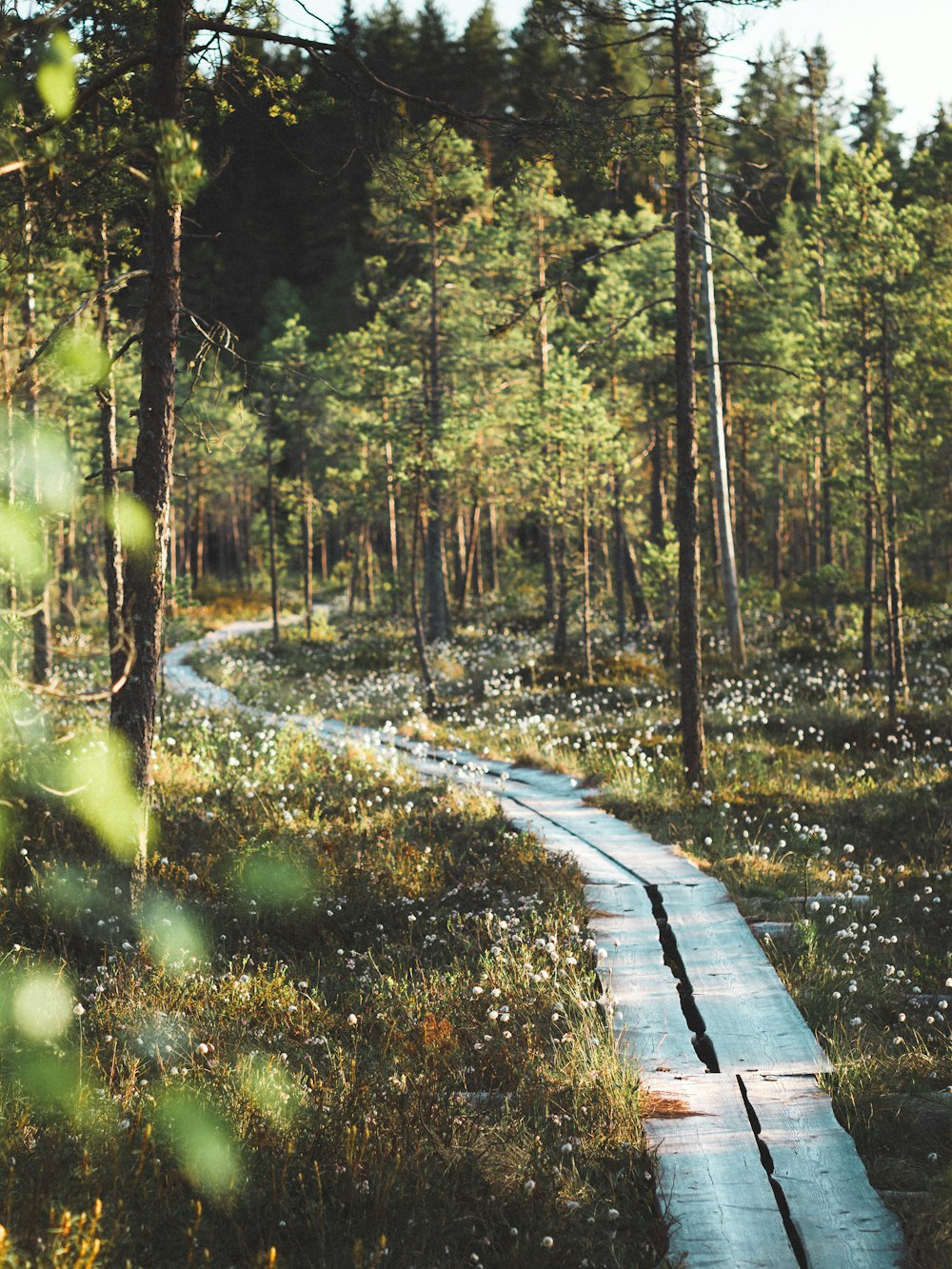 Um caminho no meio de uma floresta