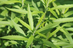 a close up of a green plant with leaves