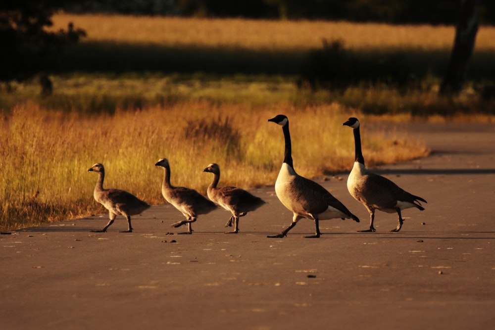 a group of geese walking down a road