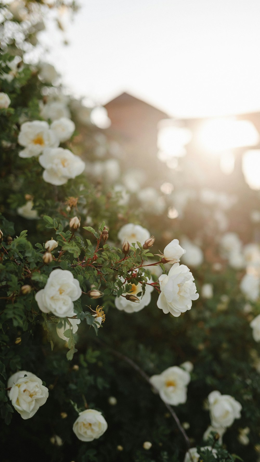 a bush with white flowers in front of a building